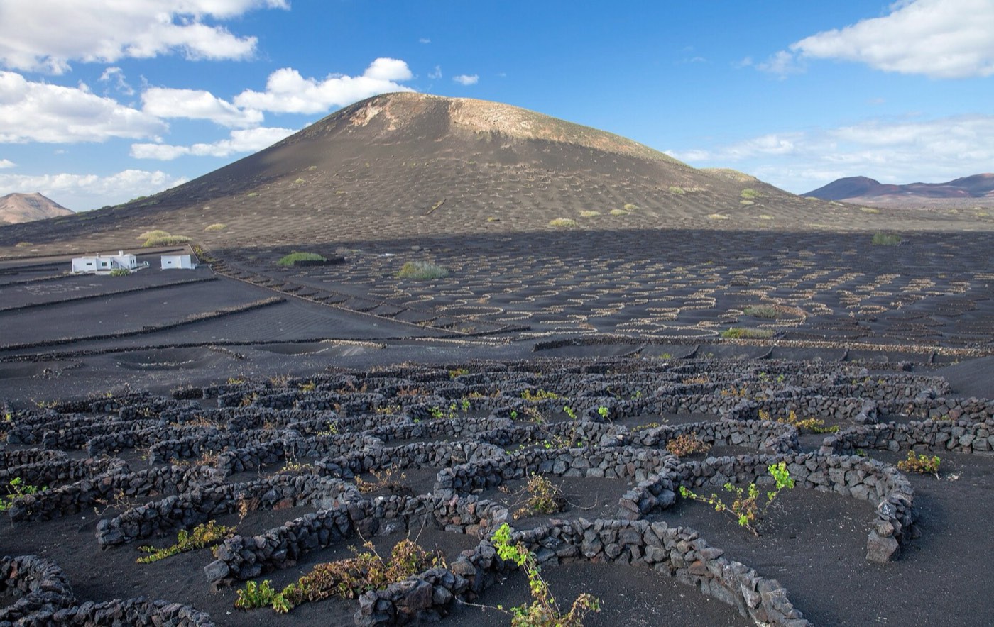 Viñas de La Geria plantadas en hoyos de picón negro con muretes de piedra
